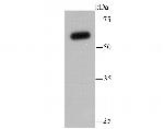 SHP-1 Antibody in Western Blot (WB)