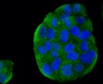 ESD Antibody in Immunocytochemistry (ICC/IF)