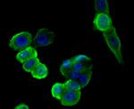 ESD Antibody in Immunocytochemistry (ICC/IF)