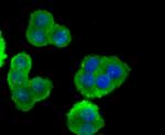 ESD Antibody in Immunocytochemistry (ICC/IF)