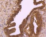 ESD Antibody in Immunohistochemistry (Paraffin) (IHC (P))