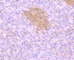 ESD Antibody in Immunohistochemistry (Paraffin) (IHC (P))