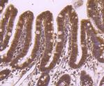 ESD Antibody in Immunohistochemistry (Paraffin) (IHC (P))