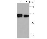 ESD Antibody in Western Blot (WB)