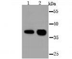 AKR1C1 Antibody in Western Blot (WB)