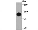 VCAM-1 (CD106) Antibody in Western Blot (WB)