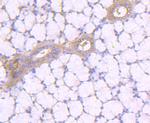 Aconitase 1 Antibody in Immunohistochemistry (Paraffin) (IHC (P))