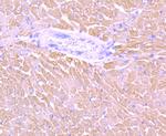 MYL2 Antibody in Immunohistochemistry (Paraffin) (IHC (P))