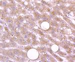 Cathepsin D Antibody in Immunohistochemistry (Paraffin) (IHC (P))