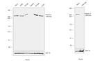 Filamin A Antibody in Western Blot (WB)