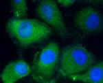 Filamin A Antibody in Immunocytochemistry (ICC/IF)