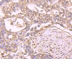 Filamin A Antibody in Immunohistochemistry (Paraffin) (IHC (P))