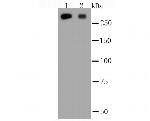 Filamin A Antibody in Western Blot (WB)