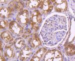 TNFRSF11B Antibody in Immunohistochemistry (Paraffin) (IHC (P))