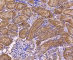 TNFRSF11B Antibody in Immunohistochemistry (Paraffin) (IHC (P))