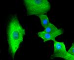 ASS1 Antibody in Immunocytochemistry (ICC/IF)