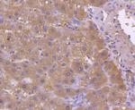 ASS1 Antibody in Immunohistochemistry (Paraffin) (IHC (P))