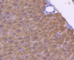 ASS1 Antibody in Immunohistochemistry (Paraffin) (IHC (P))