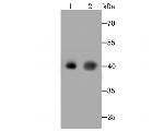 ASS1 Antibody in Western Blot (WB)