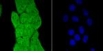 PCBP1 Antibody in Immunocytochemistry (ICC/IF)