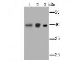 PCBP1 Antibody in Western Blot (WB)