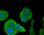 Calpain 1 Antibody in Immunocytochemistry (ICC/IF)