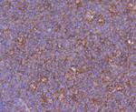 Calpain 1 Antibody in Immunohistochemistry (Paraffin) (IHC (P))