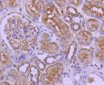 Calpain 1 Antibody in Immunohistochemistry (Paraffin) (IHC (P))