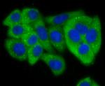 Jagged1 Antibody in Immunocytochemistry (ICC/IF)