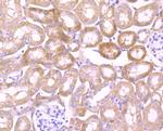 Jagged1 Antibody in Immunohistochemistry (Paraffin) (IHC (P))