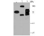 IKK beta Antibody in Western Blot (WB)