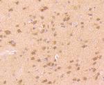 UBA3 Antibody in Immunohistochemistry (Paraffin) (IHC (P))