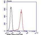 DDB1 Antibody in Flow Cytometry (Flow)