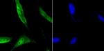 DDB1 Antibody in Immunocytochemistry (ICC/IF)