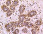 DDB1 Antibody in Immunohistochemistry (Paraffin) (IHC (P))