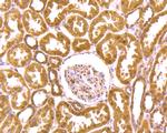 DDB1 Antibody in Immunohistochemistry (Paraffin) (IHC (P))