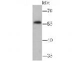 NFIB Antibody in Western Blot (WB)