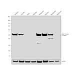 beta-3 Tubulin Antibody