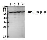 beta-3 Tubulin Antibody in Western Blot (WB)