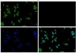 STAT3 Antibody in Immunocytochemistry (ICC/IF)