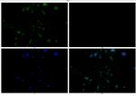 STAT3 Antibody in Immunocytochemistry (ICC/IF)