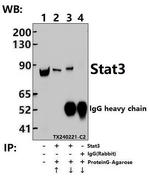 STAT3 Antibody in Immunoprecipitation (IP)