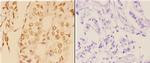 c-Abl Antibody in Immunohistochemistry (Paraffin) (IHC (P))