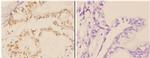 c-Abl Antibody in Immunohistochemistry (Paraffin) (IHC (P))