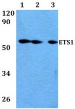 ETS1 Antibody in Western Blot (WB)