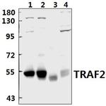 TRAF2 Antibody in Western Blot (WB)