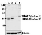 TRAF2 Antibody in Western Blot (WB)