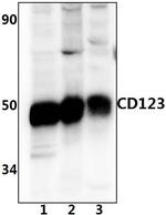 CD123 Antibody in Western Blot (WB)