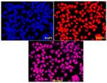 Lamin B1 Antibody in Immunocytochemistry (ICC/IF)