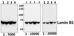 Lamin B1 Antibody in Western Blot (WB)